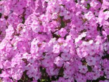 Flammenblume &#8218;Rosalinde&#8216;, Phlox maculata &#8218;Rosalinde&#8216;, Topfware