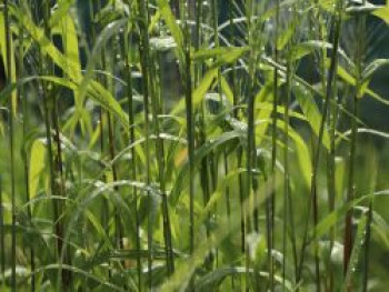 Flaschenbürstengras, Hystrix patula / Elymus hystrix, Topfware