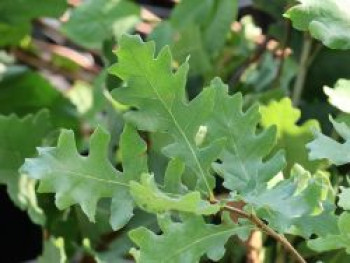 Flaumeiche, 30-50 cm, Quercus pubescens, Weichwandcontainer