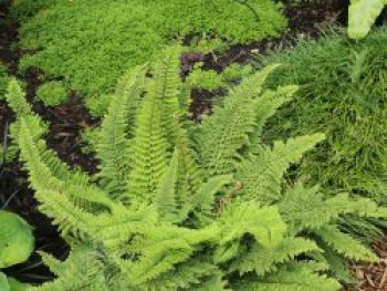 Flaumfeder-Filigranfarn &#8218;Plumosum Densum&#8216;, Polystichum setiferum &#8218;Plumosum Densum&#8216;, Topfware