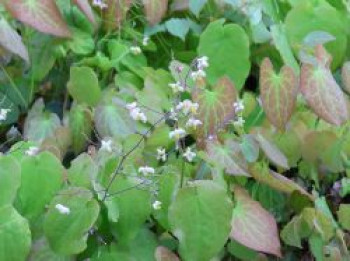 Flaumige Elfenblume, Epimedium pubigerum, Topfware