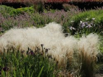 Flausch-Federgras, Stipa pennata, Topfware