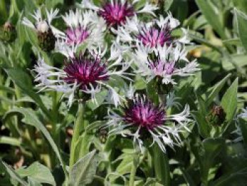 Flockenblume &#8218;Amethyst in Snow&#8216;, Centaurea montana &#8218;Amethyst in Snow&#8216;, Topfware