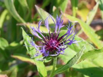 Flockenblume 'Grandiflora', Centaurea montana 'Grandiflora', Topfware