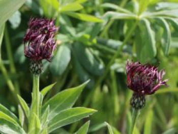 Flockenblume &#8218;Jordy&#8216;, Centaurea montana &#8218;Jordy&#8216;, Topfware