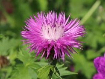 Flockenblume, Centaurea dealbata, Topfware