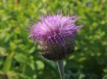 Flockenblume &#8218;Major&#8216;, Centaurea pulchera &#8218;Major&#8216;, Topfware