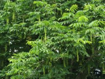 Chinesische Flügelnuss, Pterocarya stenoptera, Topfware
