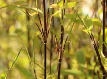 Fontänen-Schirmbambus 'Black Pearl', 60-80 cm, Fargesia nitida 'Black Pearl', Containerware