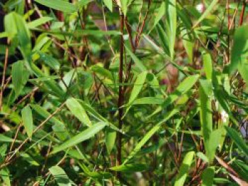 Fontänen-Schirmbambus &#8218;Volcano&#8216;, 100-150 cm, Fargesia nitida &#8218;Volcano&#8216;, Containerware