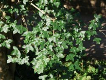 Französischer Ahorn / Felsen-Ahorn, 10-20 cm, Acer monspessulanum, Topfware