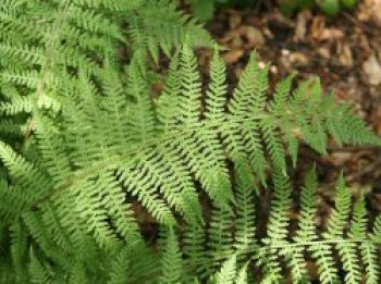 Rotstieliger Frauenfarn &#8218;Lady in Red&#8216;, Athyrium filix-femina &#8218;Lady in Red&#8216;, Topfware