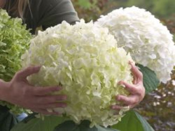 Freiland-Hortensie Proven Winners ® &#8218;Incrediball&#8216; ® / &#8218;Strong Annabelle&#8216; ®, 30-40 cm, Hydrangea arborescens Proven Winners ® &#8218;Incrediball&#8216; ® / &#8218;Strong Annabelle&#8216; ®, Containerware