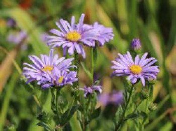 Frikarts Aster &#8218;Jungfrau&#8216;, Aster x frikartii &#8218;Jungfrau&#8216;, Topfware