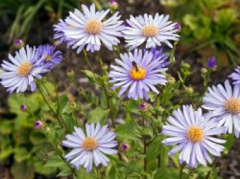 Frikarts Aster &#8218;Wunder von Stäfa&#8216;, Aster x frikartii &#8218;Wunder von Stäfa&#8216;, Topfware