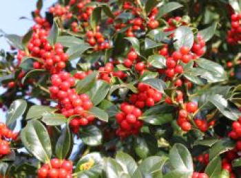 Fruchtende Stechpalme &#8218;J. C. van Tol&#8216;, 40-60 cm, Ilex aquifolium &#8218;J. C. van Tol&#8216;, Containerware