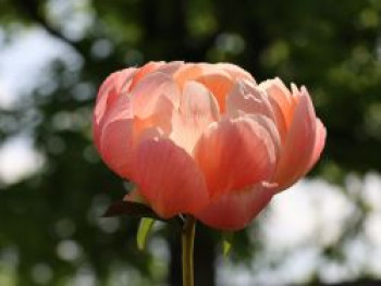 Frühblühende Pfingstrose &#8218;Coral Charm&#8216;, Paeonia x hybrida &#8218;Coral Charm&#8216;, Topfware