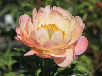 Frühblühende Pfingstrose &#8218;Coral Sunset&#8216;, Paeonia x hybrida &#8218;Coral Sunset&#8216;, Topfware