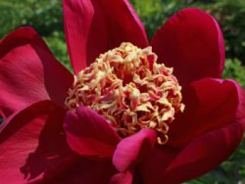 Frühblühende Pfingstrose &#8218;Nippon Beauty&#8216;, Paeonia x hybrida &#8218;Nippon Beauty&#8216;, Topfware