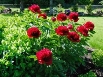 Frühblühende Pfingstrose &#8218;Red Charme&#8216;, Paeonia x hybrida &#8218;Red Charme&#8216;, Topfware