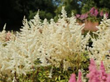 Frühe Prachtspiere 'Ellie', Astilbe japonica 'Ellie', Topfware