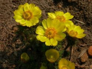 Frühlings-Adonisröschen, Adonis vernalis, Containerware