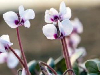 Frühlings Alpenveilchen &#8218;Album&#8216;, Cyclamen coum &#8218;Album&#8216;, Topfware