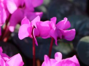 Frühlings Alpenveilchen, Cyclamen coum, Topfware