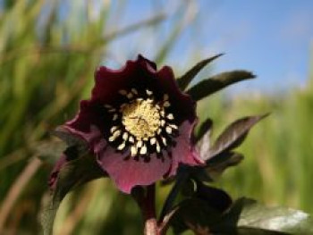 Frühlings Nieswurz, rot, Helleborus x orientalis, rot, Topfware