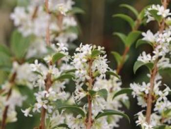 Frühlingsduftblüte, 100-125 cm, Osmanthus burkwoodii, Containerware