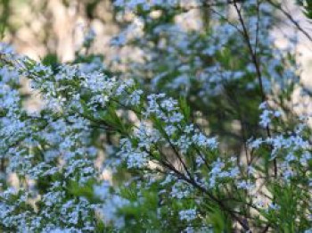 Frühlingsspiere / Feinlaubige Strauchspiere, 40-60 cm, Spiraea thunbergii, Containerware