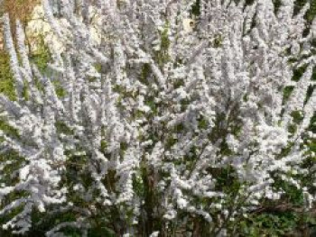 Frühlingsspiere 'Fujino Pink', Spiraea thunbergii 'Fujino Pink', Topfware