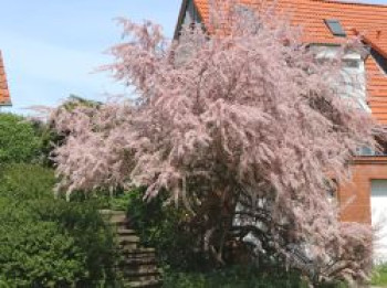 Frühlingstamariske / Kleinblütige Tamariske, 60-100 cm, Tamarix parviflora, Containerware