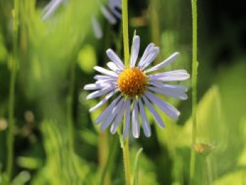 Frühsommer-Aster, Aster tongolensis, Topfware