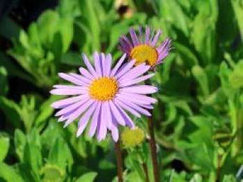 Frühsommer-Aster 'Napsbury', Aster tongolensis 'Napsbury', Topfware