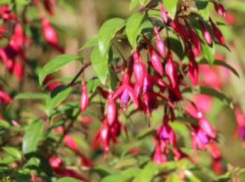 Fuchsie 'Insel Neuwerk', Fuchsia x cultorum 'Insel Neuwerk', Topfware