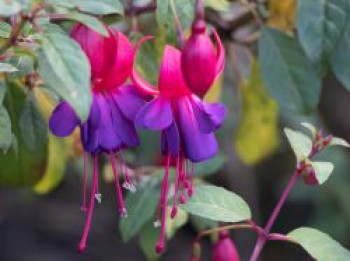 Fuchsie 'Margaret', Fuchsia x cultorum 'Margaret', Topfware