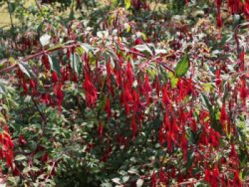 Fuchsie 'Tenella', Fuchsia magellanica 'Tenella', Topfware