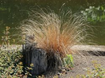 Fuchsrote Neuseeland-Segge, Carex buchananii, Topfware