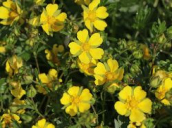 Frühlings-Fingerkraut, Potentilla neumanniana, Topfware