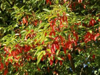 Funkenblatt, 40-60 cm, Photinia davidiana, Containerware