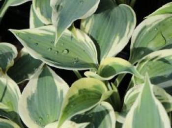 Funkie &#8218;Blue Ivory&#8216;, Hosta x cultorum &#8218;Blue Ivory&#8216;, Topfware