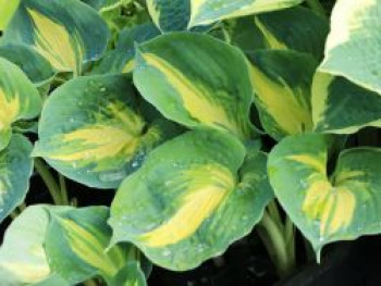 Funkie &#8218;Dream Queen&#8216;, Hosta sieboldiana &#8218;Dream Queen&#8216;, Topfware