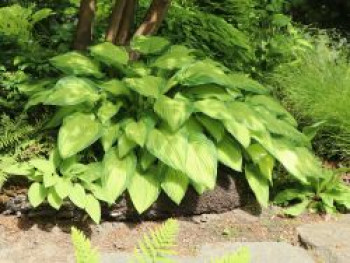 Funkie 'June Fever' ®, Hosta x tardiana 'June Fever' ®, Topfware