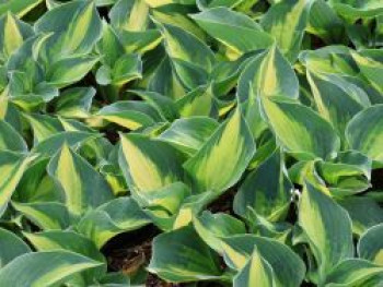 Funkie &#8218;Lakeside Cupcake&#8216;, Hosta x cultorum &#8218;Lakeside Cupcake&#8216;, Topfware