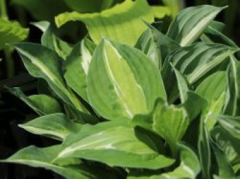 Funkie &#8218;Mata Hari&#8216;, Hosta x cultorum &#8218;Mata Hari&#8216;, Topfware