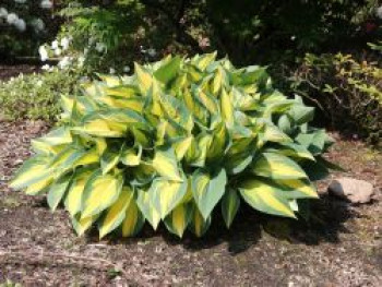 Funkie &#8218;Orange Marmalade&#8216;, Hosta x cultorum &#8218;Orange Marmalade&#8216;, Topfware