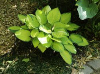 Funkie &#8218;Rainforest Sunrise&#8216;, Hosta x cultorum &#8218;Rainforest Sunrise&#8216;, Topfware