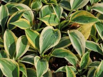 Funkie Shadowland 'Autumn Frost', Hosta Shadowland 'Autumn Frost', Topfware
