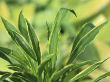 Funkie 'Stiletto', Hosta x cultorum 'Stiletto', Topfware